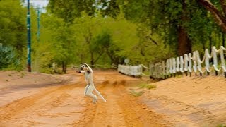 Island of Lemurs Madagascar  quotThe Lemur Dancequot Clip HD [upl. by Britton]