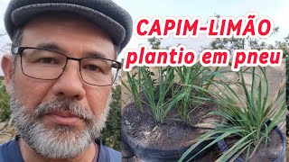 CAPIMCIDREIRA ou CAPIMLIMÃO plantado em pneu [upl. by Nickles]