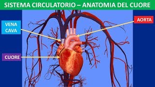 Sistema circolatorio anatomia del cuore [upl. by Idihsar]