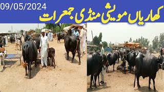 kharian maweshi mandi 09 05 2024janwarmandi pkshazar Riaz official [upl. by Judi]