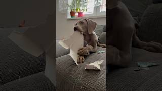 Weimaraner dog 🫢weimaraner puppy [upl. by Ranna]