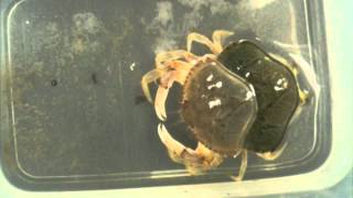 Juvenile Dungeness Crab Molting [upl. by Castillo874]