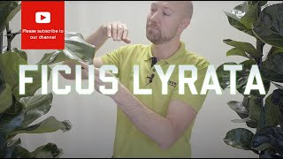 All you need to know about Ficus Lyrata  Fiddle Leaf Fig [upl. by Eniretac]