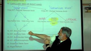 ANATOMY CIRCULATORY SYSTEM PART 3 by Professor Fink [upl. by Eide506]