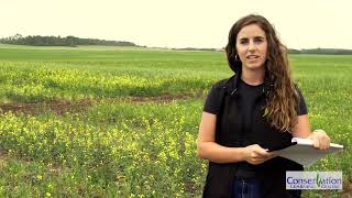 Achieving an Earlier Peola Harvest with both Polish and EarlyMaturing Argentine Canola Varieties [upl. by Ahsiat]