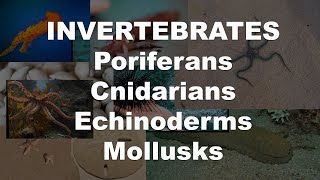 Invertebrates  Poriferans Cnidarians Echinoderms amp Mollusks [upl. by Oralee182]