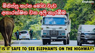 Is it safe to see elephants on the highway Elephant soul elephant video [upl. by Rother542]