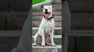 ¡Dogo argentino vs pastor belga dogoargentino vs pastorbelga [upl. by Edelson359]