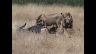 Pride of lions attack buffalo [upl. by Putnam386]