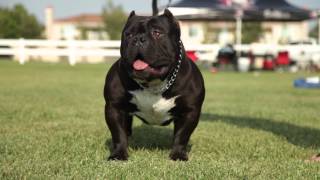 AMERICAN BULLY THE BEAUTIFUL BREED [upl. by Jews816]