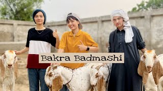 Bakra Badmashi  Short Story  Fatima Or Uski Chalakiyan [upl. by Dallon]