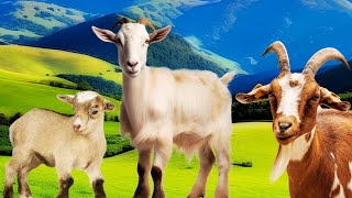 Funny Goats Video Baby Goats Eating Very Cute [upl. by Fonseca]