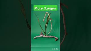 This plants with More oxygen plants shortsvideo shorts trend oxygenplant nature snakeplant [upl. by Mauceri313]