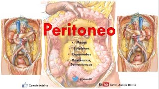 Anatomía  Peritoneo Mesos Ligamentos Epiplón [upl. by Gerri]