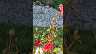 Dahlia in bloom on a crisp fall Saturday morning flowers garden [upl. by Milak]