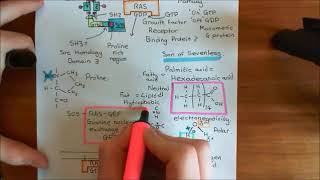 Receptor Tyrosine Kinases Part 6 [upl. by Akerdna]