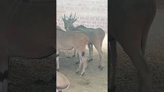 Common Eland first time in Pakistan [upl. by Eiluj]