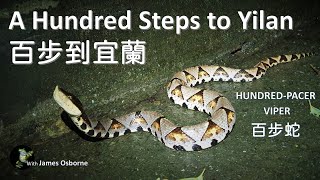 百步蛇 Deinagkistrodon acutus  百步蛇 Hundred Steps To Yilan 百步到宜蘭 [upl. by Liahus]