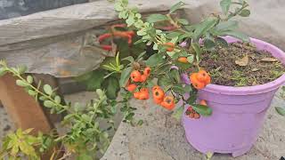 pyracantha bonsai tips Mukhia Nursery [upl. by Tram]