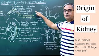 Origin of Kidney in Verterbrates [upl. by Eilyk67]