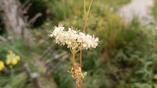 OLMARIA COMUNE  FILIPENDULA OLMARIA  Filipendula ulmaria Rosaceae [upl. by Tatum823]