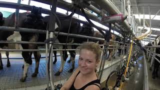 Dairy Farming in New Zealand [upl. by Seerdi706]