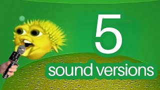 5 sound versions Yellow Singing Pufferfish [upl. by Sivel]