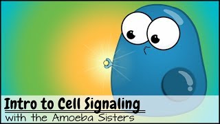 Intro to Cell Signaling [upl. by Eramat]