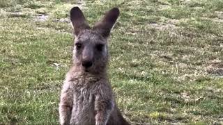 quotKANGAROOS Marsupials order MACROPODIDAEquot [upl. by Ahsienod]