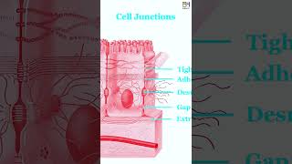 E03 Epithelial Tissue Simple Stratified Epithelium HiBody101 Histology amp Biology of Organ System [upl. by Larret]