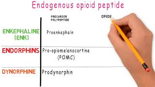 Opioid endogenous opioid peptides opioid receptors endorphin enkephalins [upl. by Nicki561]