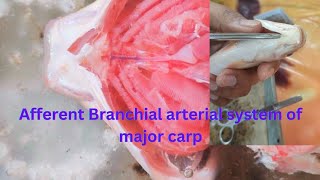 Dissection of afferent branchial arterial system of major carpBSc Practicalbiology practical [upl. by Nyrtak206]