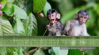 Longtailed Macaque  Sounds and Calls [upl. by Acinoreb]