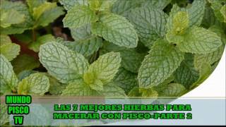 LAS 7 MEJORES HIERBAS PARA MACERAR CON PISCOPARTE 2 HIERBA LUISAEUCALIPTODIOMEDES ARANGO [upl. by Ahsie]