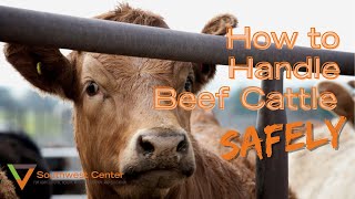 How To Work Cattle  Cattle Handling Tips [upl. by Zsamot]