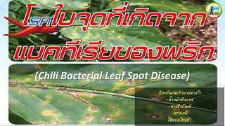 โรคใบจุดที่เกิดจากแบคทีเรียของพริกChili Bacterial Leaf Spot Disease [upl. by Wawro]