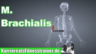 M Brachialis Oberarmmuskel Ansatz Ursprung Funktion Dehnung BLizenz PrÃ¼fung [upl. by Ethbinium]