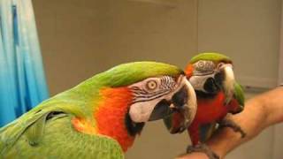 Talking Macaw [upl. by Ahsekram]