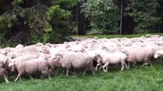 Sheep Herding Champ du Feu [upl. by Akimrehs48]