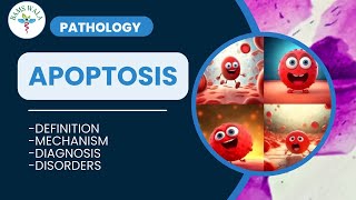 APOPTOSIS  PATHOLOGY  MBBS  BAMS  By BAMS WALA [upl. by Dusen]