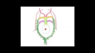 Medical Embryology  Development of the Aortic Arches and Large Arteries [upl. by Jagir]