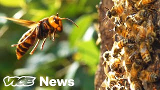 Watch A ‘Murder Hornet’ Destroy An Entire Honeybee Hive [upl. by Pironi180]