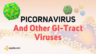 Picornavirus Microbiology  Enterovirus Rhinovirus Aphthovirus and Cardiovirus Virology [upl. by Takara]