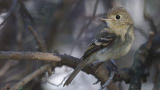 Empidonax Identification in the West with Cin Ty Lee and Andy Birch [upl. by Tterej496]