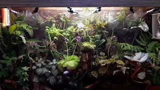 Orchidarium watering system 201931 [upl. by Aitam]