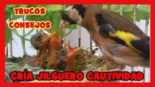 🔥 Técnicas PROFESIONALES de CRIA DE JILGUEROS EN CAUTIVIDAD ✅ COMO CRIAR JILGUEROS [upl. by Amaryllis]