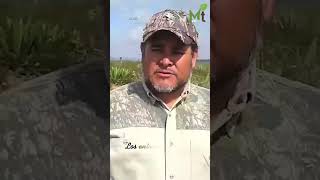 Desde 1986 aproximadamente se capturan gusanos de maguey y escamoles [upl. by Elsey]