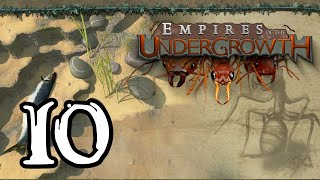 Empires of the Undergrowth  10  quotFormicarium Challenge 2quot [upl. by Nitnerb]