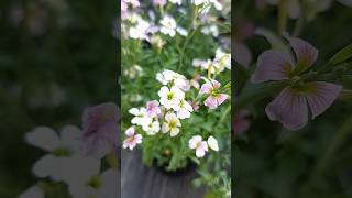 इसकी मीठी खुशबू पूरे दिन रहती है । Virginia stock Malcolmia maritima flowers winterflower [upl. by Nyra489]