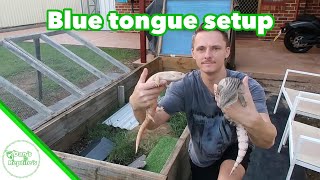 How To Setup A Blue tongue Skink Enclosure [upl. by Nauqel]